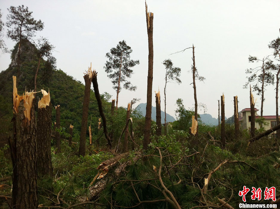 桂林遭龙卷风袭击 大树被拦腰折断