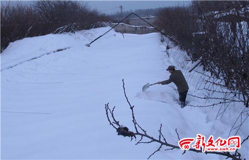 温室大棚 积雪压塌