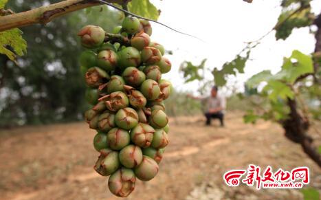 雹灾 葡萄 上市 绝收