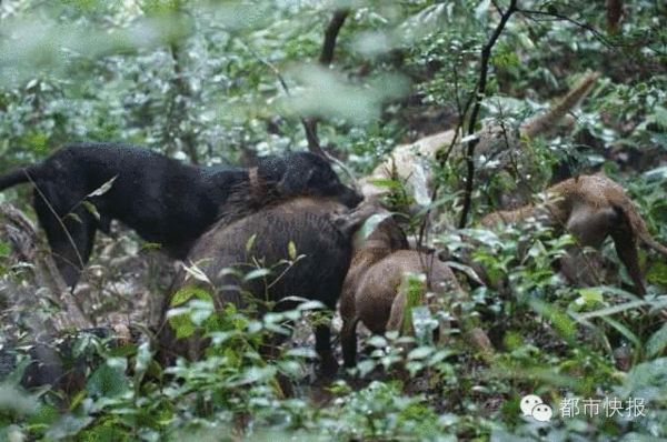 杭州西湖边5条狗围攻1头野猪 双方势均力敌