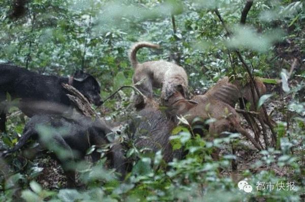 杭州西湖边5条狗围攻1头野猪 双方势均力敌