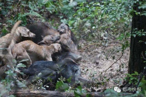 杭州西湖边5条狗围攻1头野猪 双方势均力敌