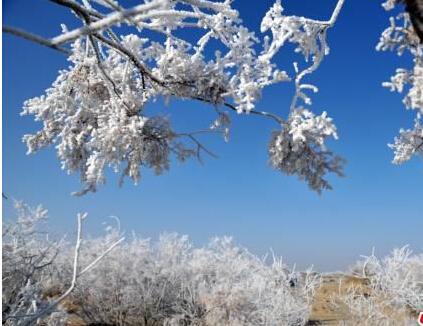 新疆塔克拉玛干沙漠边缘出现雾凇景观(图)