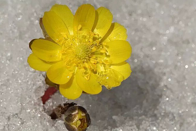 长春净月潭陆续迎进好多摄影爱好者 拍摄雪中冰凌花